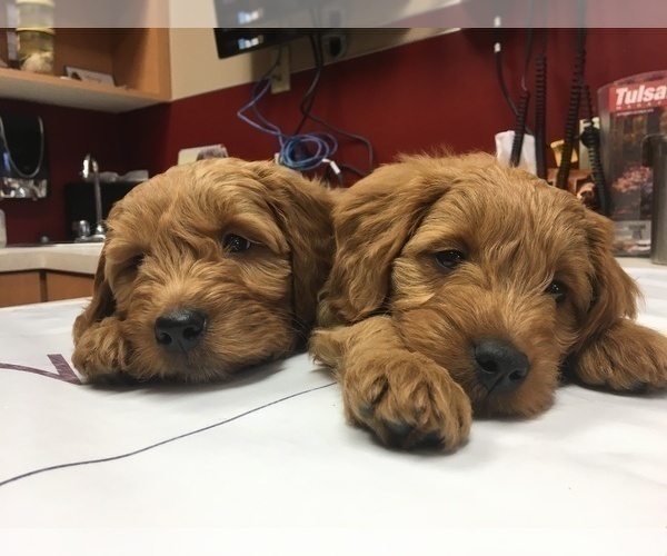Medium Photo #1 Goldendoodle Puppy For Sale in JENKS, OK, USA