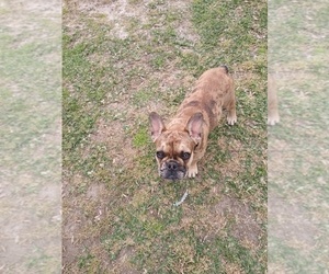 French Bulldog Litter for sale in COLUMBUS, GA, USA