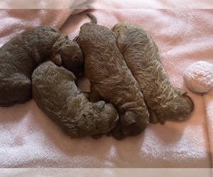 Poodle (Miniature) Litter for sale in ROCKWELL, NC, USA