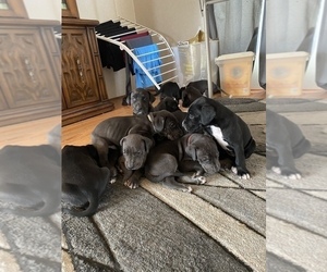 Great Dane Litter for sale in HALF WAY, MO, USA