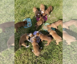 Boxer Litter for sale in CLAYTON, DE, USA