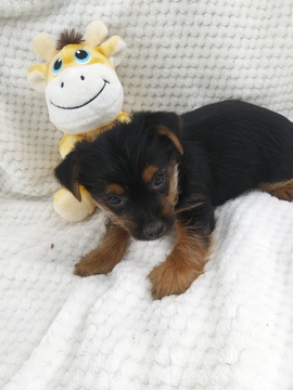 Medium Photo #1 Yorkshire Terrier Puppy For Sale in BELLEVILLE, PA, USA