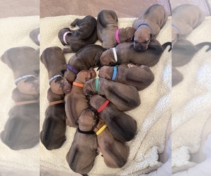 Rhodesian Ridgeback Litter for sale in CALIMESA, CA, USA