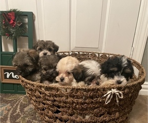 Maltipoo Litter for sale in HOUSTON, TX, USA