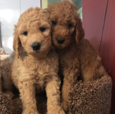 Goldendoodle Litter for sale in BRONX, NY, USA