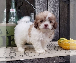 Zuchon Litter for sale in SUGARCREEK, OH, USA