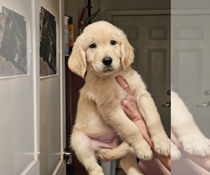 Golden Retriever Litter for sale in CENTRAL POINT, OR, USA