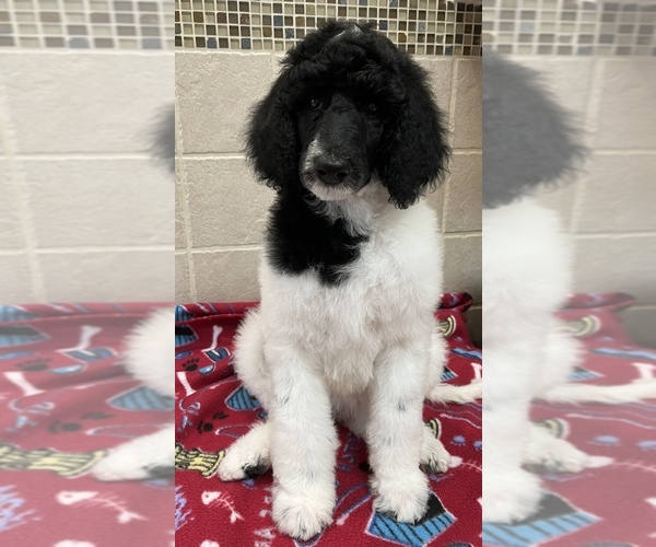 Medium Photo #1 Poodle (Standard) Puppy For Sale in STAPLES, MN, USA