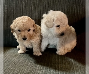 Poodle (Miniature) Litter for sale in CODEN, AL, USA