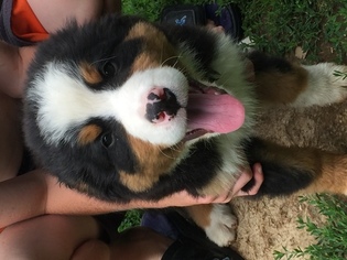 Bernese Mountain Dog Litter for sale in RICHLAND CENTER, WI, USA