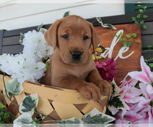 Labrador Retriever Litter for sale in MOUNT AIRY, NC, USA