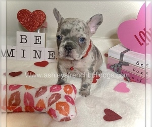 French Bulldog Litter for sale in METAIRIE, LA, USA
