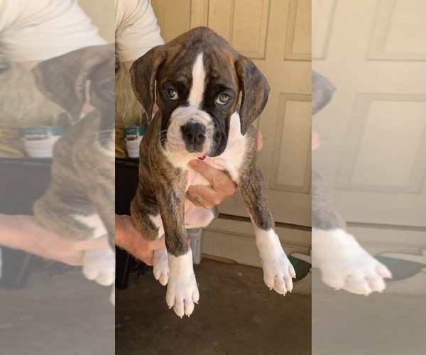 Medium Photo #1 Boxer Puppy For Sale in COVINGTON, GA, USA