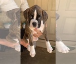 Small Photo #1 Boxer Puppy For Sale in COVINGTON, GA, USA