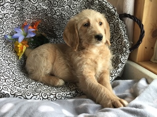 Labradoodle Litter for sale in LEO, IN, USA