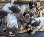 Small Wirehaired Pointing Griffon