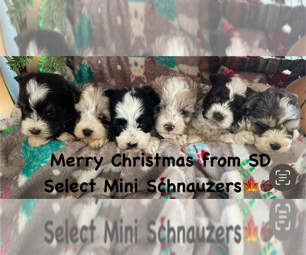 Medium Photo #1 Schnauzer (Miniature) Puppy For Sale in FLORENCE, SD, USA