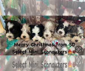 Schnauzer (Miniature) Litter for sale in FLORENCE, SD, USA