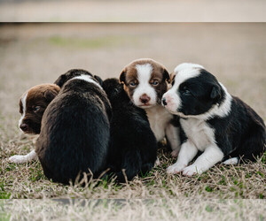 Border Collie Litter for sale in FLORENCE, SC, USA