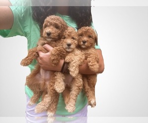 Goldendoodle (Miniature) Litter for sale in BRKN ARW, OK, USA