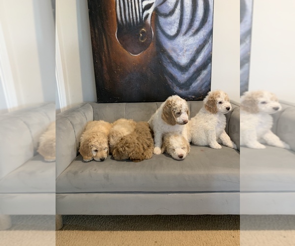 Medium Photo #1 Goldendoodle Puppy For Sale in MIDDLETOWN, DE, USA