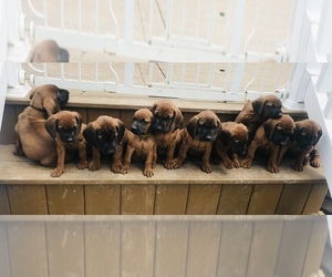 Bavarian Mountain Hound Litter for sale in TYRONE, PA, USA