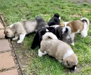 Akita Litter for sale in GREELEY, CO, USA