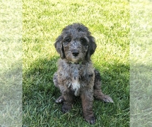 Aussiedoodle-Goldendoodle Mix Litter for sale in ORANGEVALE, CA, USA