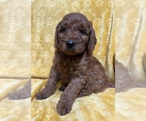 Irish Doodle Litter for sale in SPARTA, TN, USA