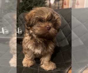 Shih-Poo Litter for sale in TRAVELERS REST, SC, USA