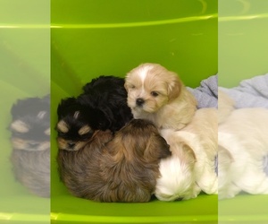 Shih Tzu Litter for sale in MILTON, FL, USA