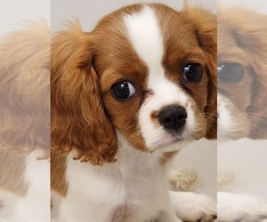 Cavalier King Charles Spaniel Litter for sale in MANCHESTER, NH, USA