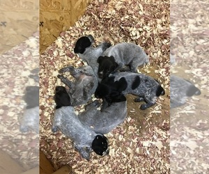 German Wirehaired Pointer Litter for sale in CARROLLTON, GA, USA