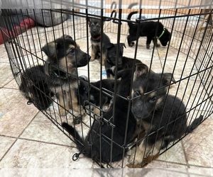 Australian Shepherd-German Shepherd Dog Mix Litter for sale in MINNEAPOLIS, MN, USA