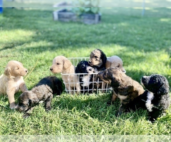 Medium Photo #1 Goldendoodle Puppy For Sale in BRKN ARW, OK, USA