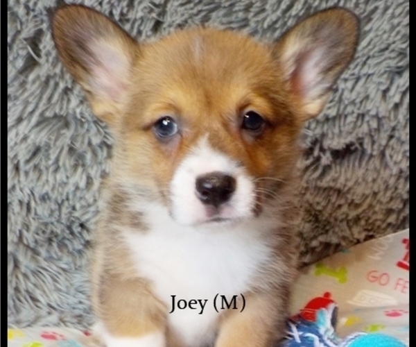 Medium Photo #1 Pembroke Welsh Corgi Puppy For Sale in MANSFIELD, MO, USA