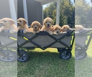 Goldendoodle Litter for sale in SOUTH BOSTON, VA, USA