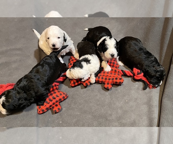 Medium Photo #1 Sheepadoodle Puppy For Sale in COUNCIL GROVE, KS, USA
