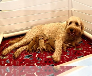 Australian Labradoodle Litter for sale in WASH, NC, USA