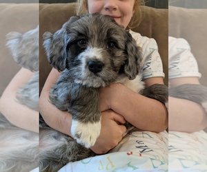 Miniature Bernedoodle Litter for sale in ALLEGHENYVILLE, PA, USA