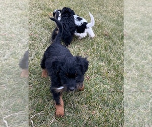 Bordoodle Litter for sale in CABERY, IL, USA