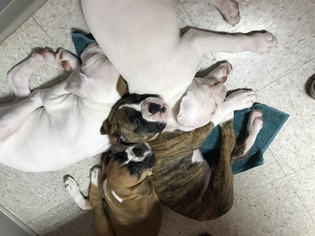 Boxer Litter for sale in SAINT AUGUSTINE, FL, USA