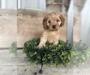 Cavapoo Litter for sale in COAL CITY, IN, USA