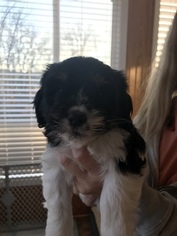 Cavaton Litter for sale in CROTHERSVILLE, IN, USA