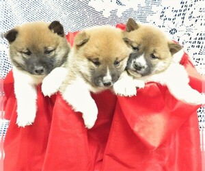 Shiba Inu Litter for sale in HARTVILLE, MO, USA