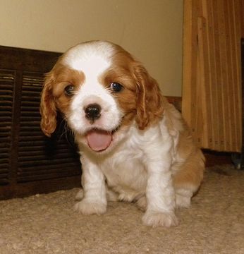 Medium Photo #1 Cavalier King Charles Spaniel Puppy For Sale in SANDSTONE, MN, USA