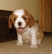 Small Photo #1 Cavalier King Charles Spaniel Puppy For Sale in SANDSTONE, MN, USA
