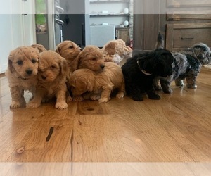 Aussiedoodle Miniature -Goldendoodle Mix Litter for sale in KANSAS CITY, MO, USA
