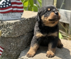 Rottweiler Litter for sale in GEORGETOWN, KY, USA