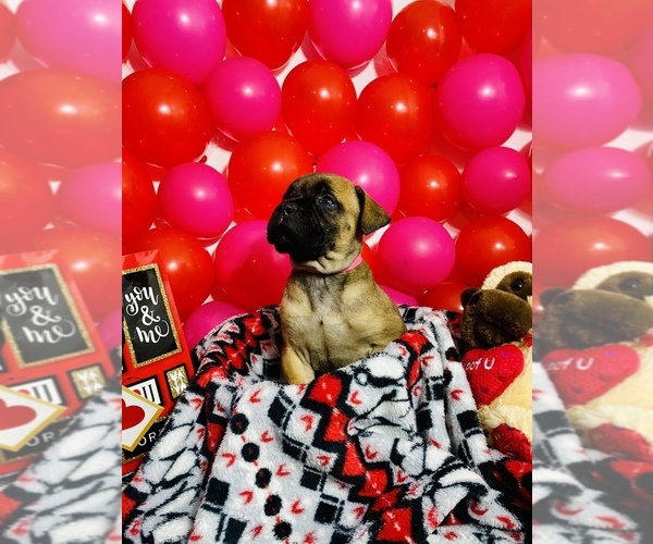 Medium Photo #1 Bullmastiff Puppy For Sale in BELLVILLE, TX, USA